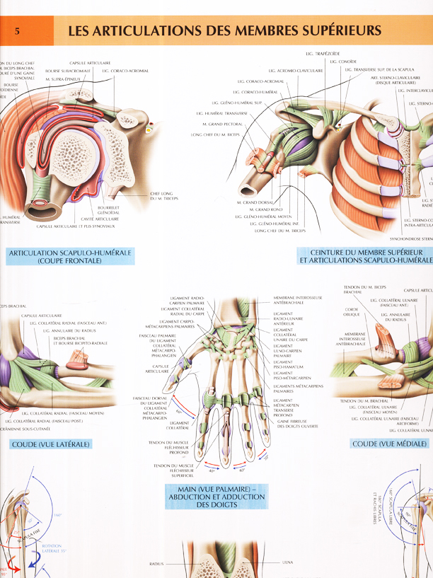 Les Articulations Des Membres Sup Rieurs Maloine Planche Anatomie
